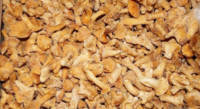 Як правильно заморозити лисички на зиму і скільки перед цим варити продукт